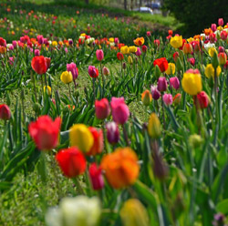 Tacke's Blumenfelder - Gladiolen / Zinien / Astern