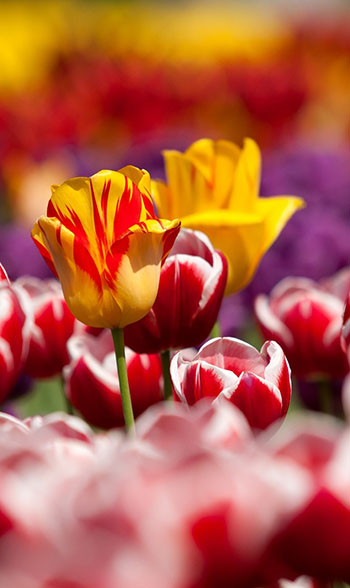 Tacke's Blumenfelder - Tulpen kaufen in Wismar, Cambs, Rostock