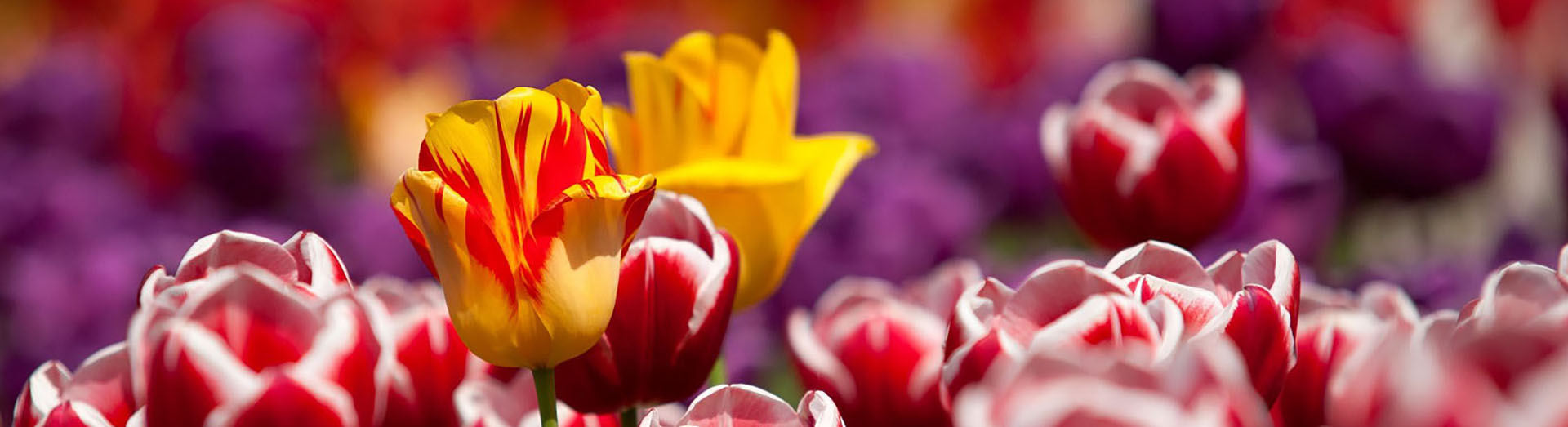 Tacke's Blumenfelder - Tulpenfeld in Wismar, Cambs, Rostock