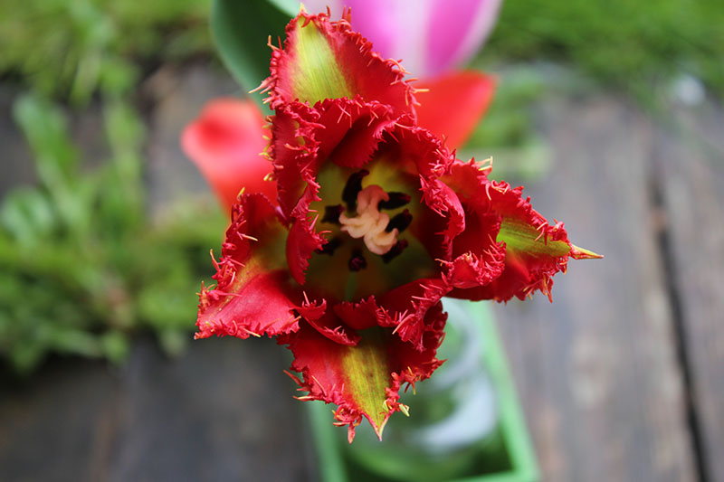 Tacke's Blumenfelder - Tulpen