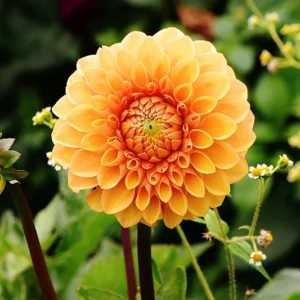 Dahlien Güstrow