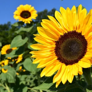 Sonnenblumen Rostock