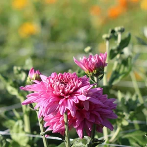 Chrysanthemen Pinnow
