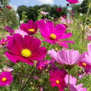 Cosmea Pinnow