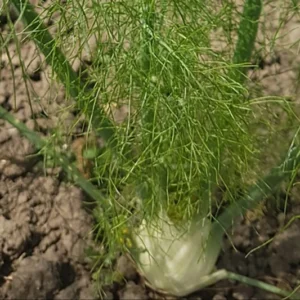 Fenchel (pro Stück) Cambs