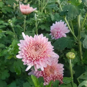Herbstchrysanthemen Cambs