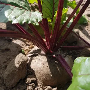 Rote Beete Rostock