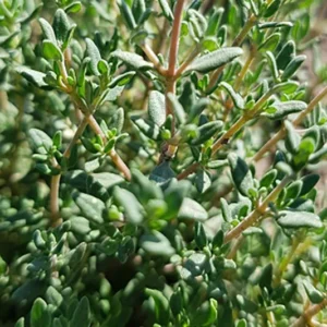 Thymian (Topf) Cambs