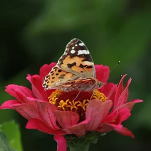 Zinnien Güstrow