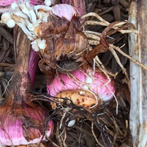 Gladiolenzwiebeln (pro Stück) Pinnow